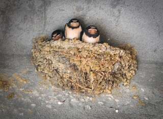 Гостевой дом Apartmani Bekonja Тиват-2