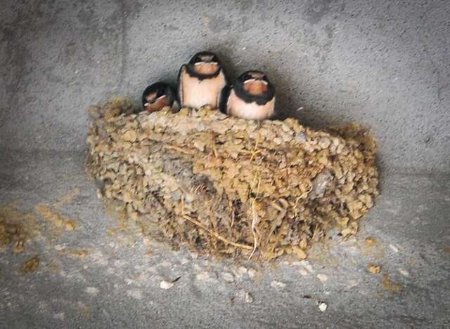 Гостевой дом Apartmani Bekonja Тиват-5